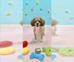 Small #7 Shih Tzu Mix