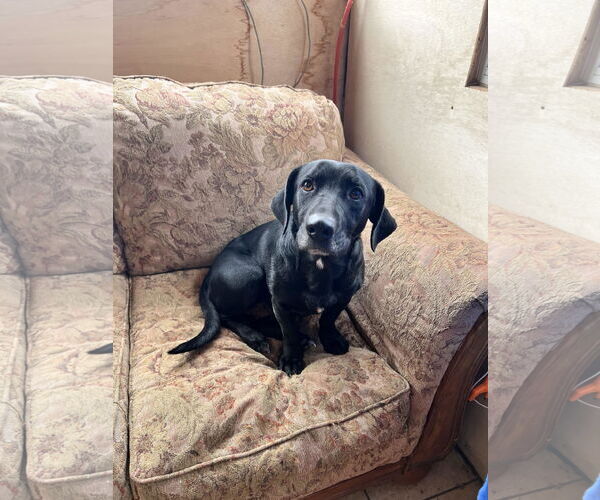 Medium Photo #3 Labrador Retriever-Unknown Mix Puppy For Sale in Tracy City, TN, USA