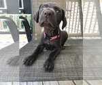 Small Photo #14 German Shorthaired Pointer Puppy For Sale in SUMMERSVILLE, WV, USA