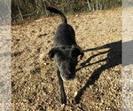 Small Photo #2 Feist Terrier-Labrador Retriever Mix Puppy For Sale in Anniston, AL, USA
