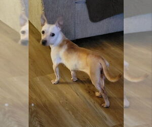 Chihuahua-Unknown Mix Dogs for adoption in Rocky Mount, NC, USA