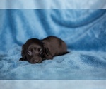 Image preview for Ad Listing. Nickname: Dachshund Boy 1