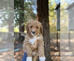 Small Photo #6 Double Doodle Puppy For Sale in ROHNERT PARK, CA, USA