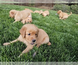 Golden Retriever Puppy for Sale in MODESTO, California USA