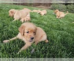 Small Golden Retriever