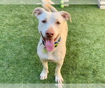 LEMONCELLO - Male Dachshund-Unknown Mix Dog for Adoption - Small photo