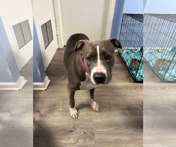 Medium Photo #5 Mutt Puppy For Sale in Cliffwood, NJ, USA