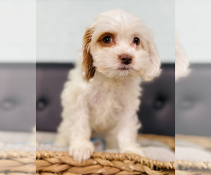 Cockapoo Puppy for sale in CINCINNATI, OH, USA