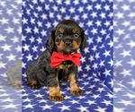 Small Photo #5 Cavalier King Charles Spaniel Puppy For Sale in NOTTINGHAM, PA, USA