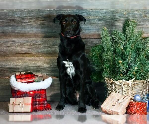 Medium Photo #1 Labrador Retriever Puppy For Sale in West Valley, UT, USA