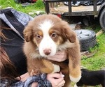 Small Photo #1 Australian Shepherd Puppy For Sale in TYASKIN, MD, USA