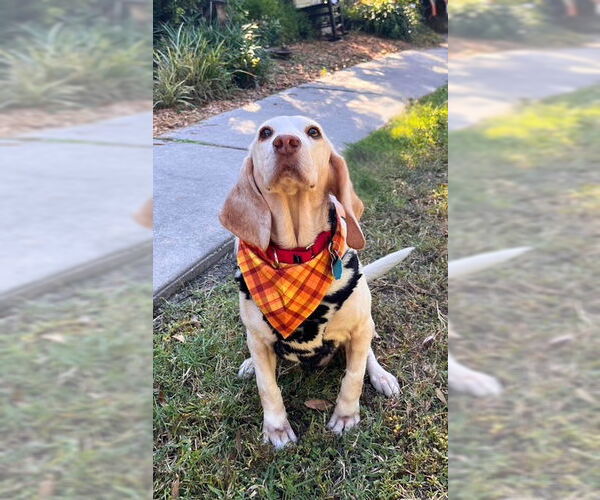 Medium Photo #6 Beagle Puppy For Sale in Dunnellon, FL, USA