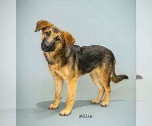 Mutt Dogs for adoption in Hot Springs Village, AR, USA