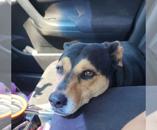 Medium Photo #3 German Shepherd Dog-Plott Hound Mix Puppy For Sale in Evansville, IN, USA