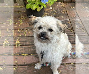 Mutt Dogs for adoption in Bellevue, WA, USA