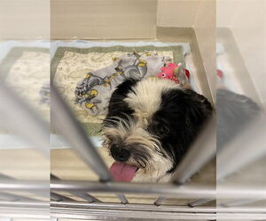 Maltese-Unknown Mix Dogs for adoption in Fremont, CA, USA