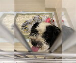 Small Maltese Mix