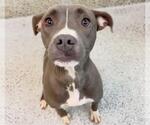 BOSTON - Female Mutt Dog for Adoption - Small photo