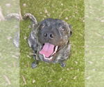 Small Mutt