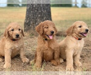 Goldendoodle Puppy for Sale in DECATUR, Texas USA