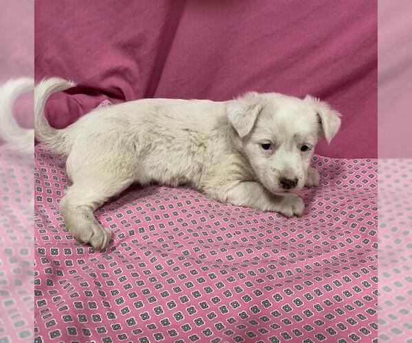 Medium Photo #1 Australian Shepherd-Unknown Mix Puppy For Sale in Modesto, CA, USA
