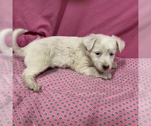 Australian Shepherd-Unknown Mix Dogs for adoption in Modesto, CA, USA