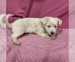 A614027 - Female Australian Shepherd-Unknown Mix Dog for Adoption - Small photo