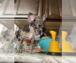 Puppy Koko Boston Terrier-Faux Frenchbo Bulldog Mix