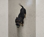 Small #4 Mutt