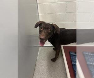 Labrador Retriever Dogs for adoption in West Valley, UT, USA