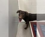 Small Labrador Retriever