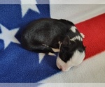 Small #8 Border Collie