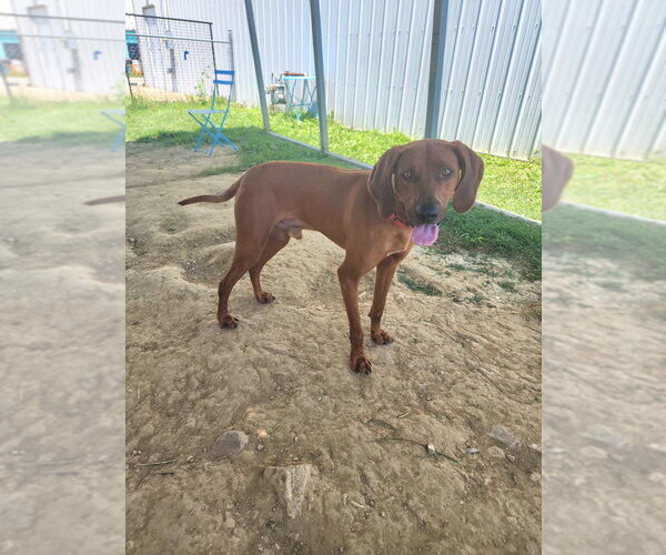 Medium Photo #9 Mutt Puppy For Sale in Evansville, IN, USA