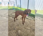 Small #8 Mutt