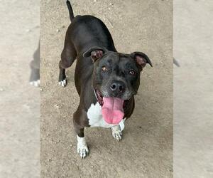 Mutt Dogs for adoption in Riverside, CA, USA