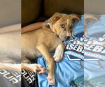 Small #14 Labrador Retriever Mix