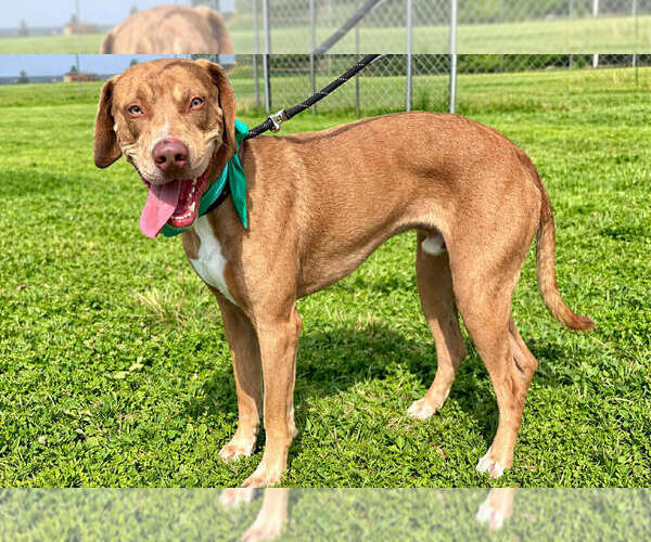 Medium Photo #1 Mutt Puppy For Sale in Abbeville, LA, USA