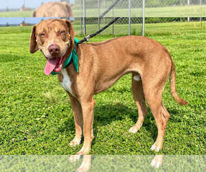 Mutt Dogs for adoption in Abbeville, LA, USA