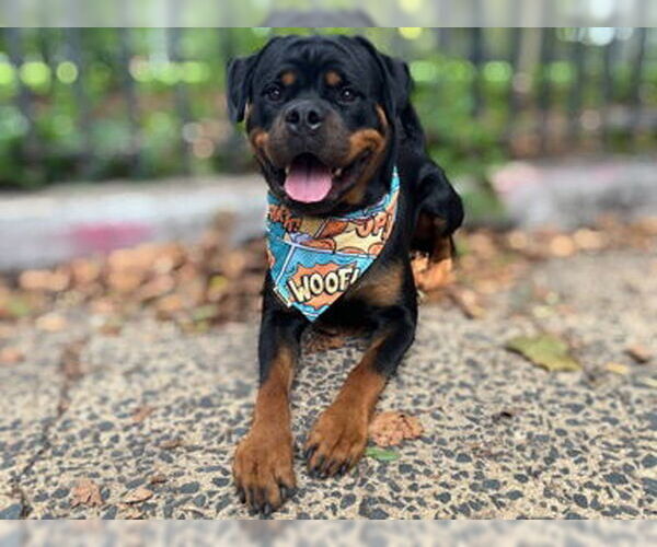 Medium Photo #2 Rottweiler Puppy For Sale in Hillsboro, NH, USA