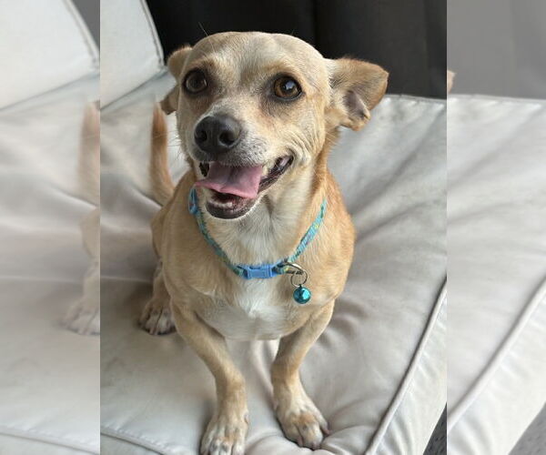 Medium Photo #5 Chihuahua-Unknown Mix Puppy For Sale in Dallas, TX, USA
