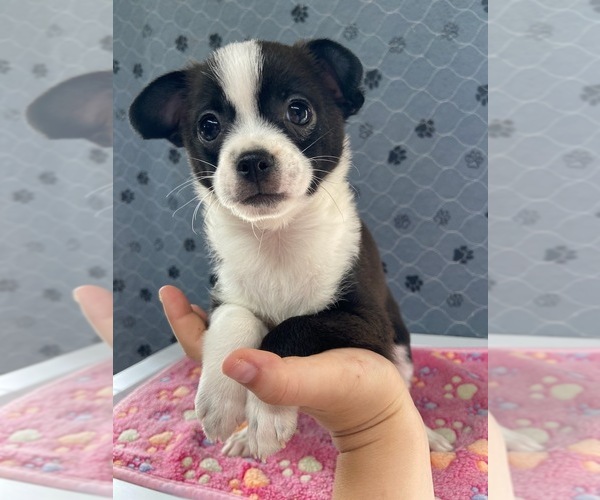 Medium Photo #1 Chihuahua Puppy For Sale in MARION, VA, USA