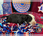 Small Photo #3 Miniature Australian Shepherd Puppy For Sale in GRANBURY, TX, USA