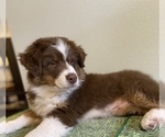 Small Photo #6 Australian Shepherd Puppy For Sale in COLORADO SPRINGS, CO, USA