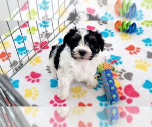 Havashire Puppy for sale in ORO VALLEY, AZ, USA