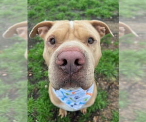 American Pit Bull Terrier-Unknown Mix Dogs for adoption in Oak Bluffs, MA, USA
