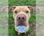 Small American Pit Bull Terrier Mix