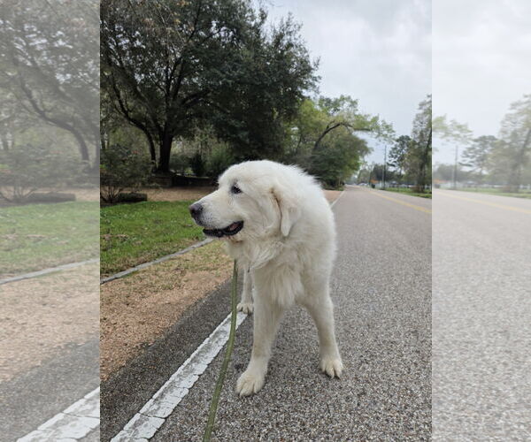 Medium Photo #3 Great Pyrenees Puppy For Sale in Spring, TX, USA
