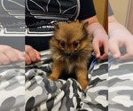 Small #4 Pomeranian