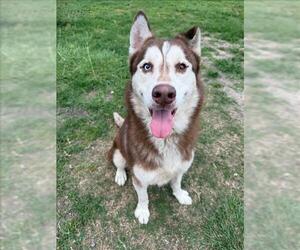 Siberian Husky-Unknown Mix Dogs for adoption in Conroe, TX, USA
