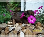 Small #6 Dachshund